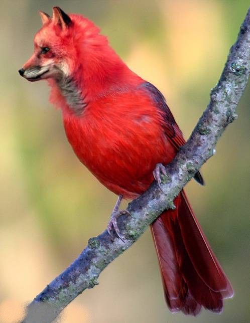 RÃ©sultat de recherche d'images pour "oiseau renard"